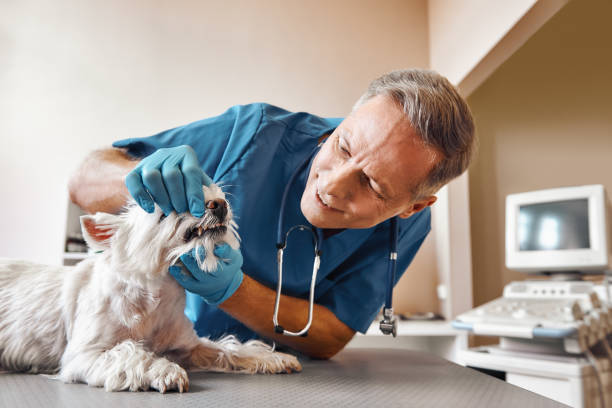 Best 24-Hour Emergency Dental Care in Shields, MI